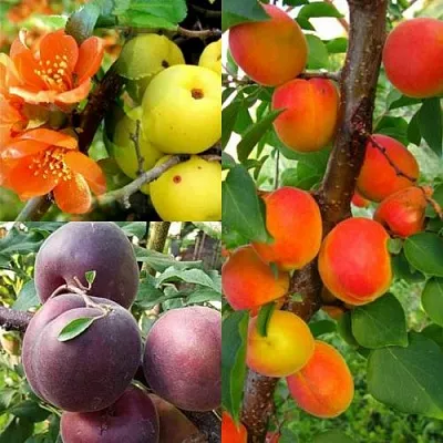 Комплект САД ДЛЯ ГУРМАНА в Иваново