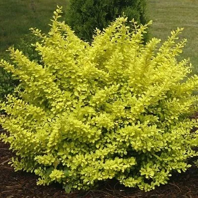 Барбарис АУРЕА тунберга  Барбарис АУРЕА тунберга в Иваново