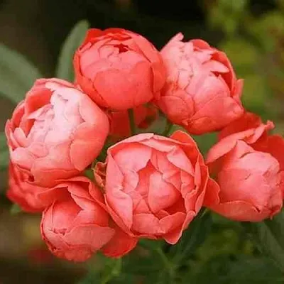 Саженцы роз ОРАНЖ МОРСДАГ полиантовая в Иваново