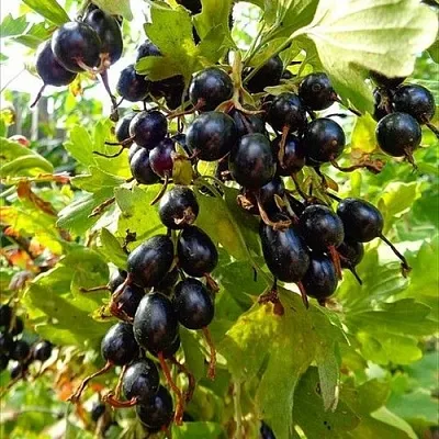 Смородина золотистая ОВАЛЬНАЯ в Иваново