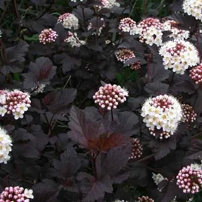 Пузыреплодник ДИАБЛО  Пузыреплодник ДИАБЛО в Иваново