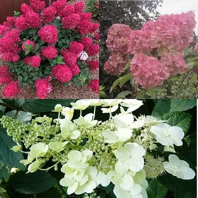 Комплект САД ЭМОЦИЙ в Иваново