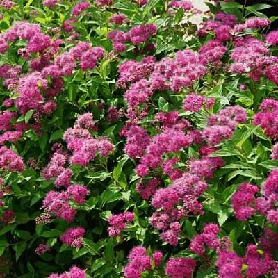 Спирея КРИСПА японская  Спирея КРИСПА японская в Иваново