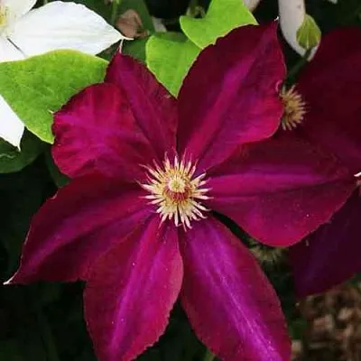 Клематис МАЗОВШЕ  Клематис МАЗОВШЕ в Иваново