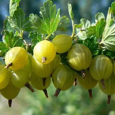 Крыжовник ХИННОНМАЙНЕН КЕЛЬТАЙНЕН  Крыжовник ХИННОНМАЙНЕН КЕЛЬТАЙНЕН в Иваново