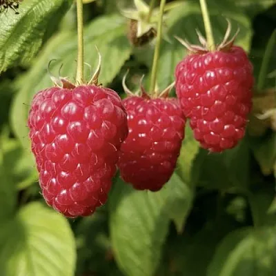 Малина МАПЕМА  в Иваново