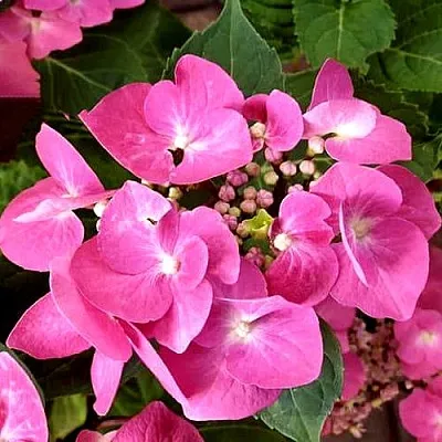 Гортензия ТАУБЕ крупнолистная  Гортензия ТАУБЕ крупнолистная в Иваново