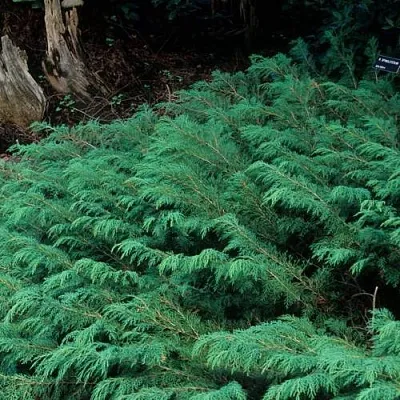 Микробиота Микробиота в Иваново