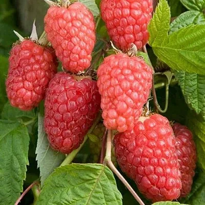 Малина КАСКАД ДЕЛАЙТ  Малина КАСКАД ДЕЛАЙТ в Иваново