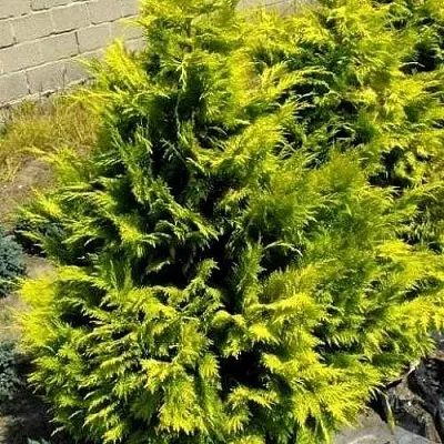 Кипарисовик ГОЛДЕН ВОНДЕР лавсона в Иваново