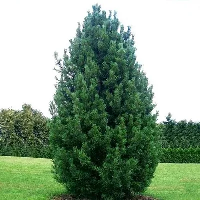 Сосна кедровая   Сосна кедровая  в Иваново