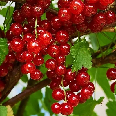 Смородина красная НАТАЛИ в Иваново