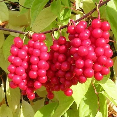 Лимонник ПЕРВЕНЕЦ китайский в Иваново