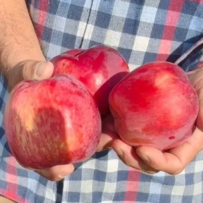 Яблоня ПАМЯТЬ КОВАЛЕНКО в Иваново