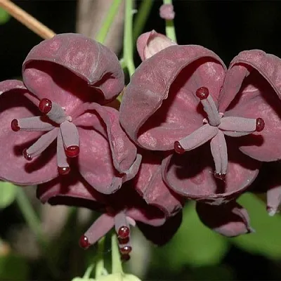 Акебия в Иваново