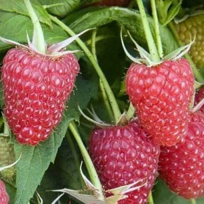 Малина ЕВРАЗИЯ  Малина ЕВРАЗИЯ в Иваново