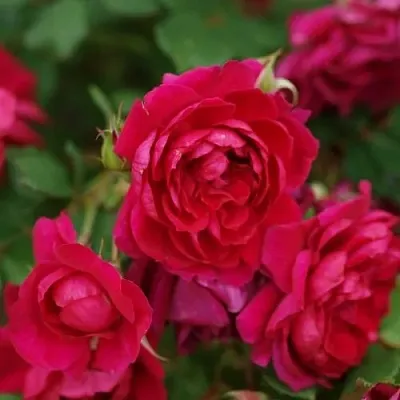 Саженцы роз КВАДРА плетистая  Саженцы роз КВАДРА плетистая в Иваново