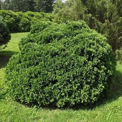 Туя УМБРАКУЛИФЕРА западная  Туя УМБРАКУЛИФЕРА западная в Иваново