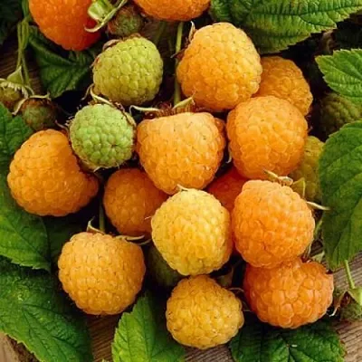 Саженцы малины Жёлтый гигант