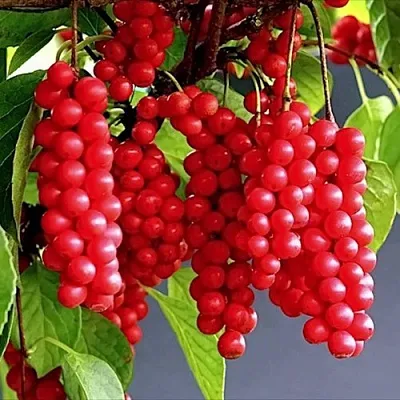 Лимонник САДОВЫЙ 1 китайский  в Иваново