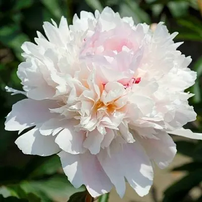 Пион АЛЕРТИ травянистый  Пион АЛЕРТИ травянистый в Иваново