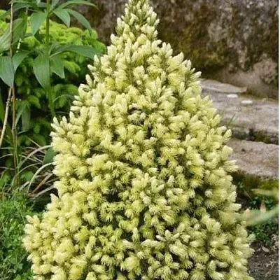 Ель МАЙГОЛД колючая  Ель МАЙГОЛД колючая в Иваново