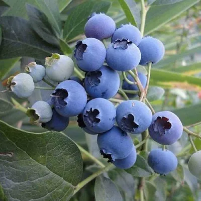 Голубика ЛЕГАЦИЯ в Иваново