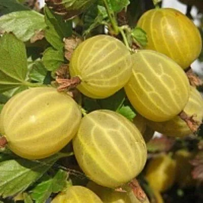 Крыжовник КУРШУ ДЗИНТАРС  Крыжовник КУРШУ ДЗИНТАРС в Иваново