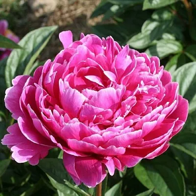 Пион СЕБАСТЬЯН МААС травянистый  Пион СЕБАСТЬЯН МААС травянистый в Иваново