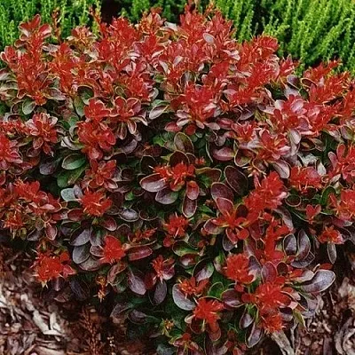 Барбарис КАРМЕН тунберга  Барбарис КАРМЕН тунберга в Иваново