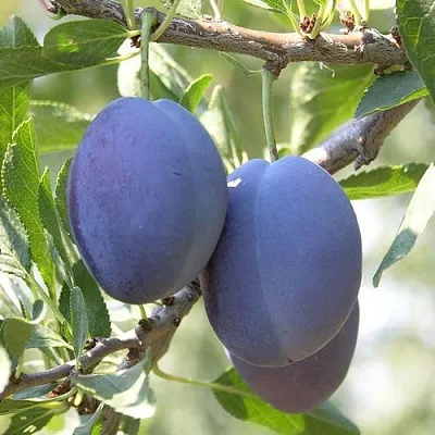 Слива СТЭНЛИ  Слива СТЭНЛИ в Иваново