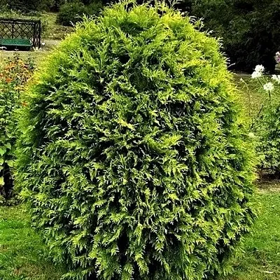 Туя ТИП ТОП западная  Туя ТИП ТОП западная в Иваново