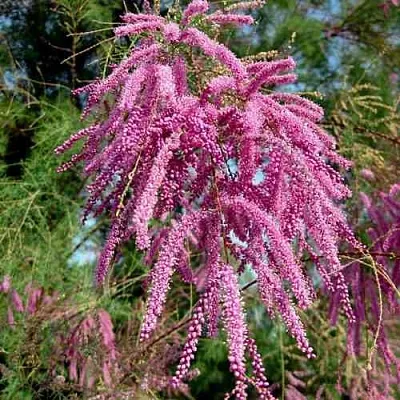 Тамарикс ПИНК КАСКАД  Тамарикс ПИНК КАСКАД в Иваново