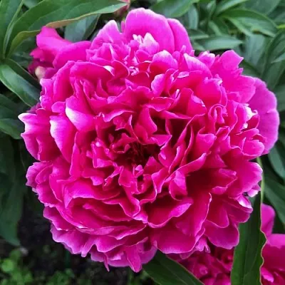 Пион КАРЛ РОЗЕНФЕЛЬД травянистый  Пион КАРЛ РОЗЕНФЕЛЬД травянистый в Иваново