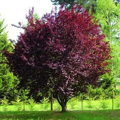 Слива НИГРА растопыреная   Слива НИГРА растопыреная  в Иваново