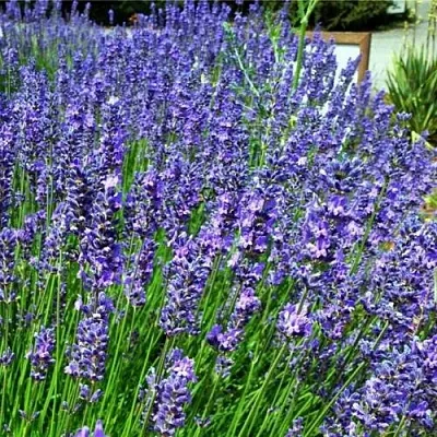 Лаванда ФЕНОМЕНАЛ узколистная  Лаванда ФЕНОМЕНАЛ узколистная в Иваново