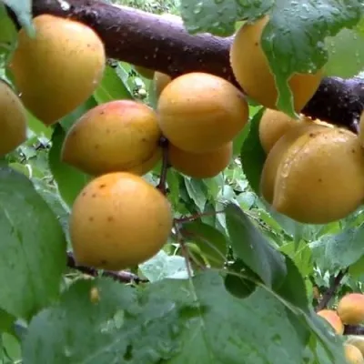 Абрикос МАНИТОБА — описание сорта Абрикос МАНИТОБА в Иваново