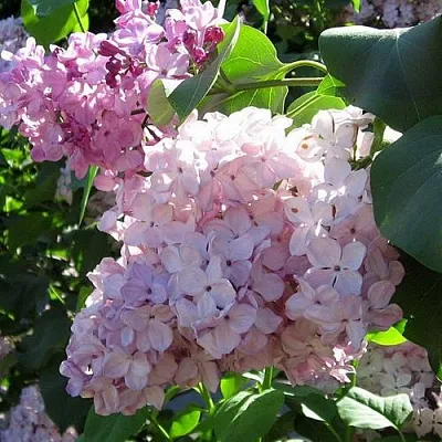 Сирень ГОРТЕНЗИЯ  Сирень ГОРТЕНЗИЯ в Иваново