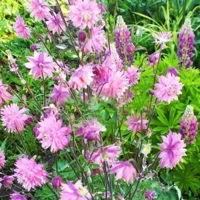 Аквилегия БАРЛОУ ПИНК гибрид МакКаны — описание сорта Аквилегия БАРЛОУ ПИНК гибрид МакКаны в Иваново