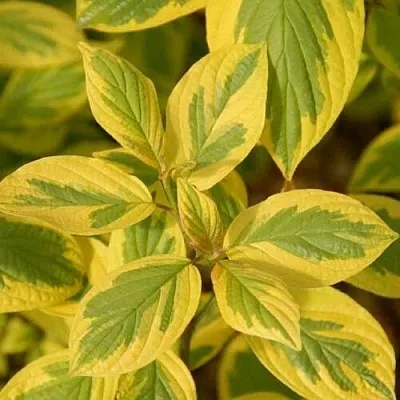 саженцы саженцы