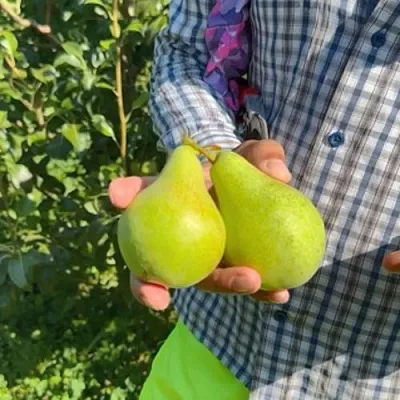 Груша ЗАРЕЧНАЯ КОМПАКТНАЯ  Груша ЗАРЕЧНАЯ КОМПАКТНАЯ в Иваново