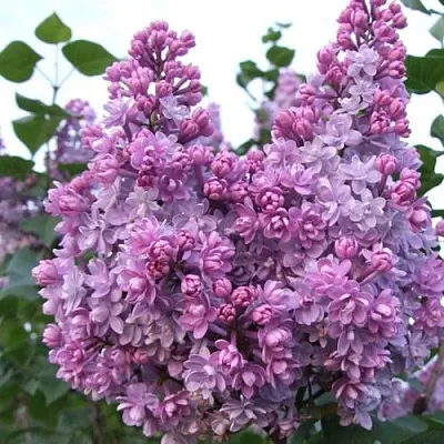 Сирень КОЛХОЗНИЦА  Сирень КОЛХОЗНИЦА в Иваново