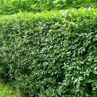 Бирючина обыкновенная  Бирючина обыкновенная в Иваново