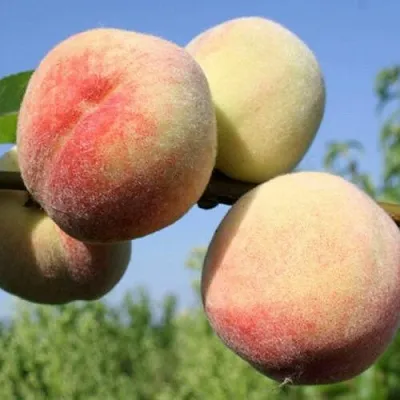 Персик ДОНЕЦКИЙ БЕЛЫЙ в Иваново