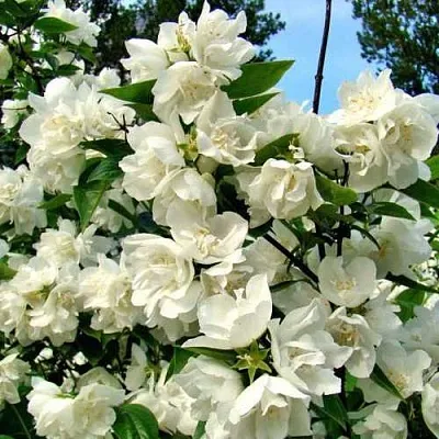 Жасмин ДЕНИСКИНЫ РАССКАЗЫ  Жасмин ДЕНИСКИНЫ РАССКАЗЫ в Иваново