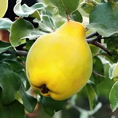 Айва МИР  Айва МИР в Иваново