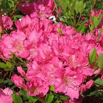 Азалия КИРСТИН японская  Азалия КИРСТИН японская в Иваново