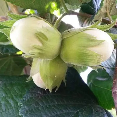 Фундук ЮННАТ в Иваново