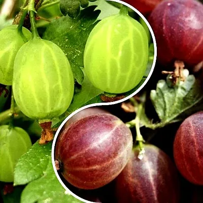 Комплект СКАЗКА в Иваново