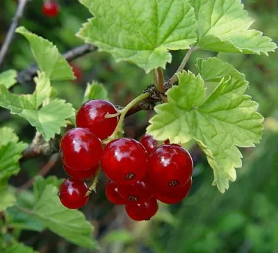 Смородина альпийская ШМИДТ в Иваново